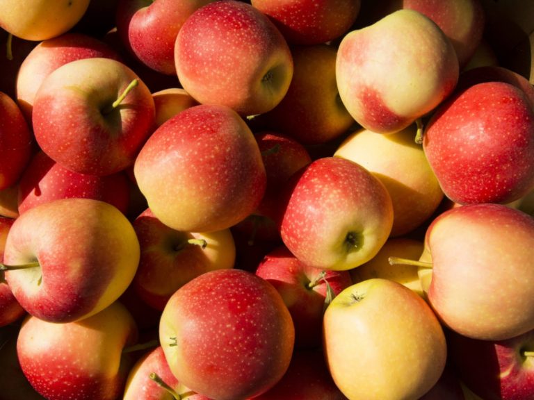 POMME BIO