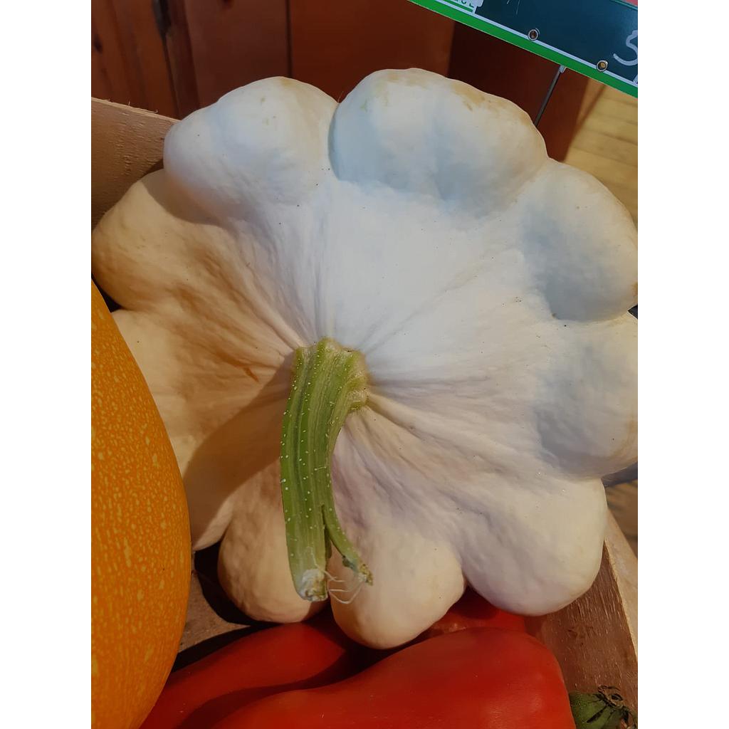 COURGE POTIMARRON BIO