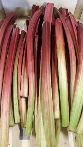 RHUBARBE BIO