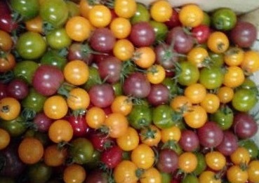 TOMATES CERISES BIO