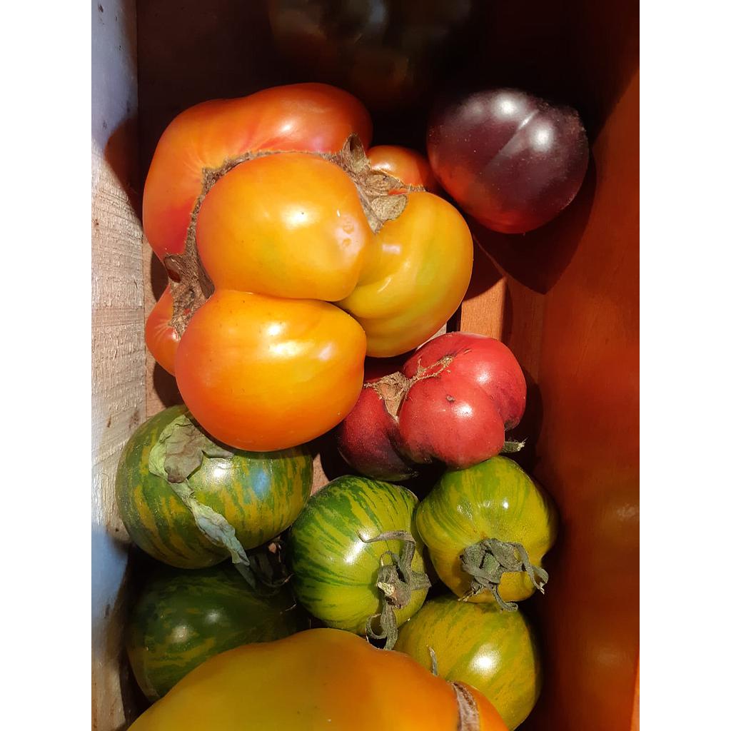 TOMATES ANCIENNES BIO