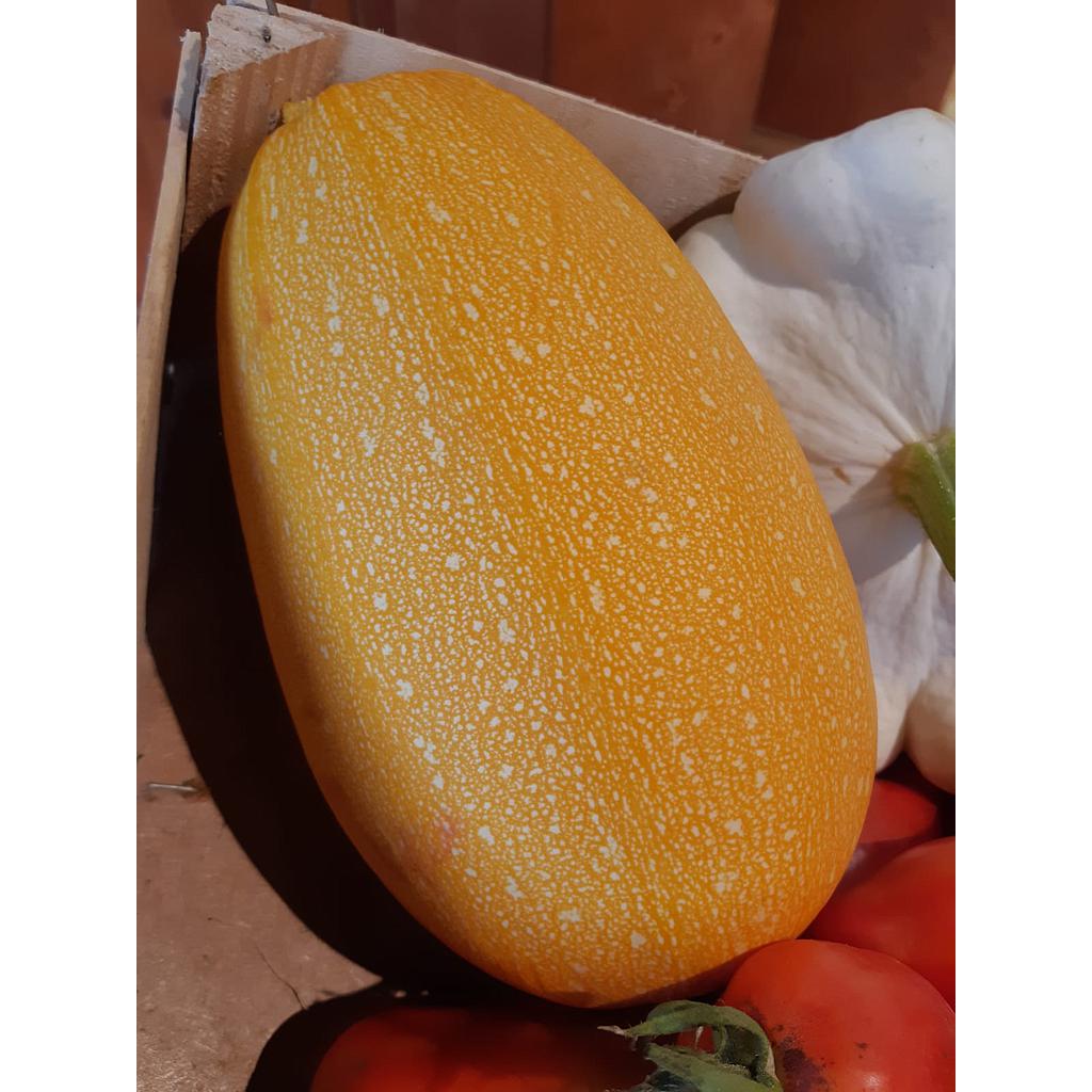 COURGE SPAGHETTI BIO