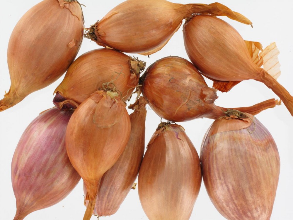 ECHALOTTE BIO
