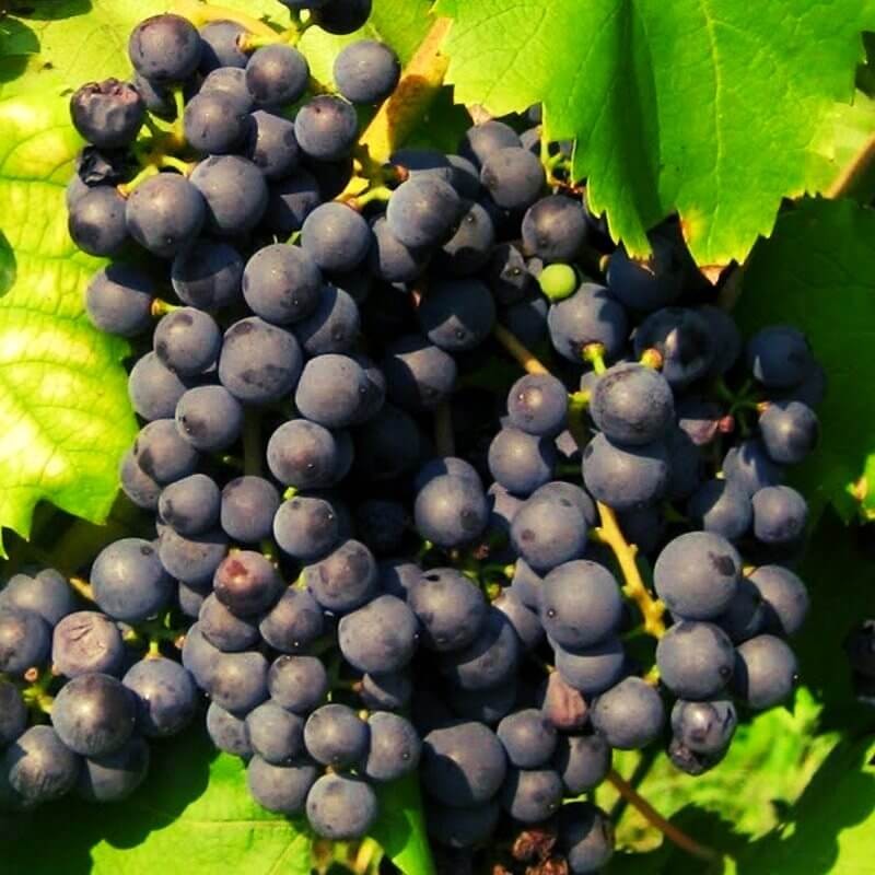 RAISIN BIO