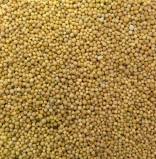 MOUTARDE JAUNE EN GRAINE BIO