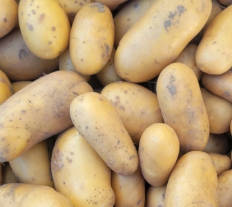 POMME DE TERRE ALLIANS BIO