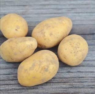 POMME DE TERRE BERNADETTE BIO