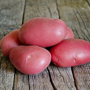 POMME DE TERRE CHEYENNE BIO